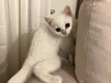 British Kedi Yavrusu