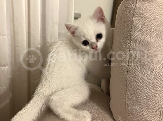 British Kedi Yavrusu görsel