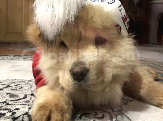 Dünya Tatlısı Tescilli Chow Chow Yavruları Çocuk Dostu görsel