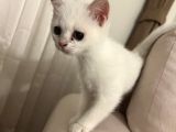 British Kedi Yavrusu