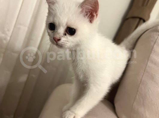 British Kedi Yavrusu