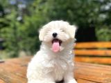 Gerçek Maltese Terri̇er Bebekler