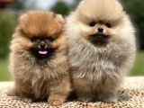 Teddy Face Pomeranian Boo Yavrularimiz