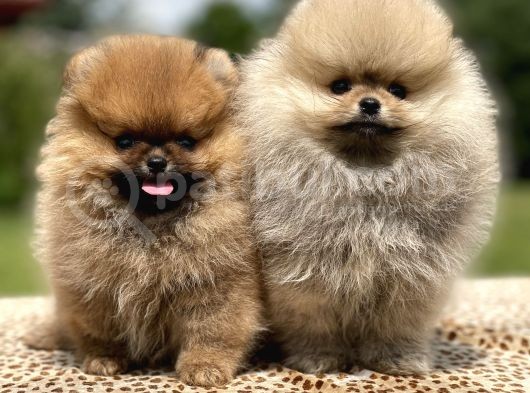 Teddy Face Pomeranian Boo Yavrularimiz görsel