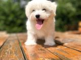 Gerçek Maltese Terri̇er Bebekler