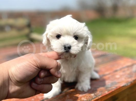 0 Numara Safkan Maltese Yavrularimiz