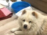 Dünya Tatlısı Tescilli Chow Chow Yavruları Çocuk Dostu
