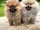 Teddy Face Pomeranian Boo Yavrularimiz