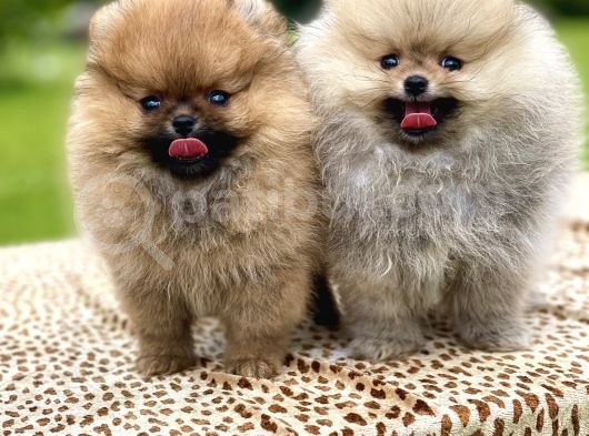 Teddy Face Pomeranian Boo Yavrularimiz görsel