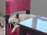 Ankara Ücretsiz Sahiplendirme Fransız Bulldog