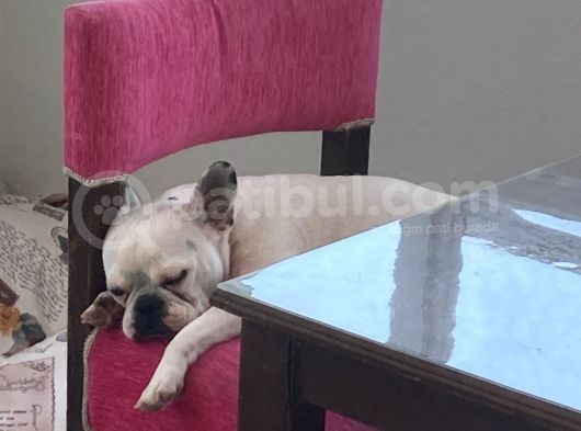 Ankara Ücretsiz Sahiplendirme Fransız Bulldog görsel