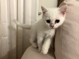 British Kedi Yavrusu