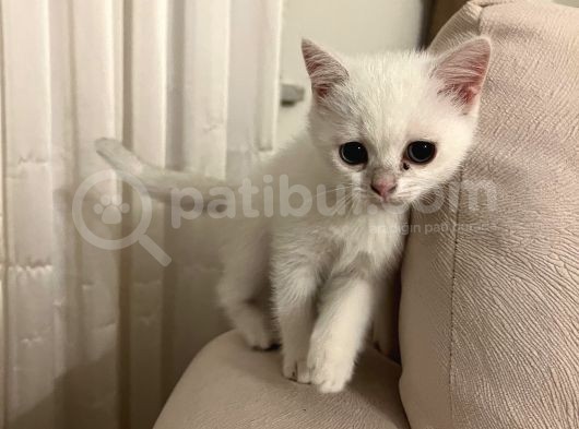 British Kedi Yavrusu görsel