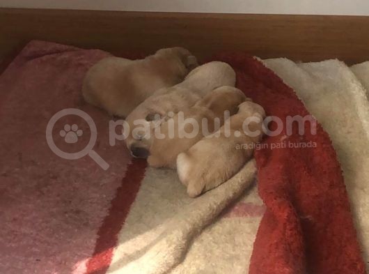 Dünya Tatlısı Tescilli Chow Chow Yavruları Çocuk Dostu görsel