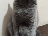 3.5 Yaşında British Shorthair