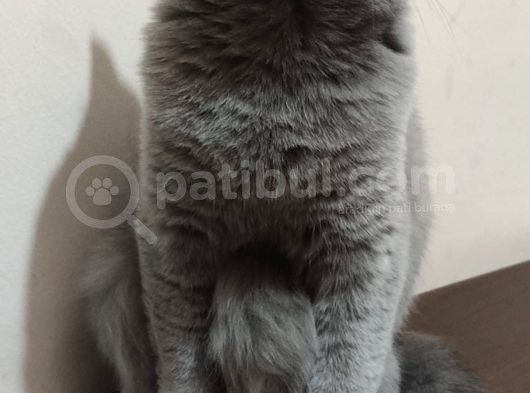 3.5 Yaşında British Shorthair