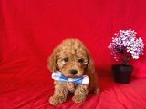 Apri̇cot Rengi̇ Safkan Toy Poodle