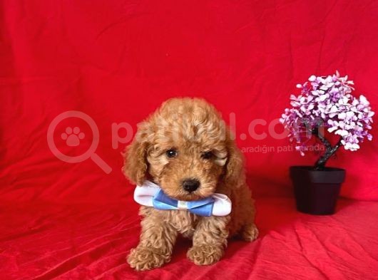 Apri̇cot Rengi̇ Safkan Toy Poodle görsel