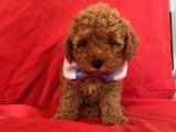 Toy Poodle Anne Altından