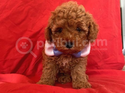 Toy Poodle Anne Altından