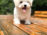 Gerçek Maltese Terri̇er Bebekler