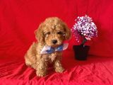 Apri̇cot Rengi̇ Safkan Toy Poodle
