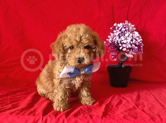 Apri̇cot Rengi̇ Safkan Toy Poodle görsel