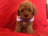Toy Poodle Anne Altından