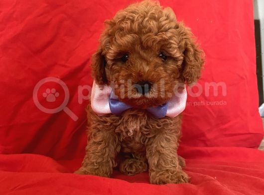 Toy Poodle Anne Altından görsel