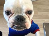 Ankara Ücretsiz Sahiplendirme Fransız Bulldog