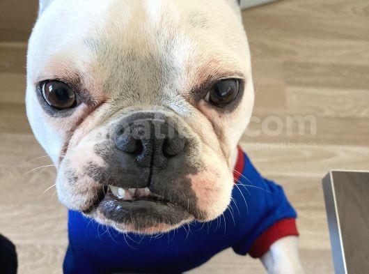 Ankara Ücretsiz Sahiplendirme Fransız Bulldog görsel