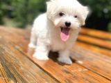 Gerçek Maltese Terri̇er Bebekler