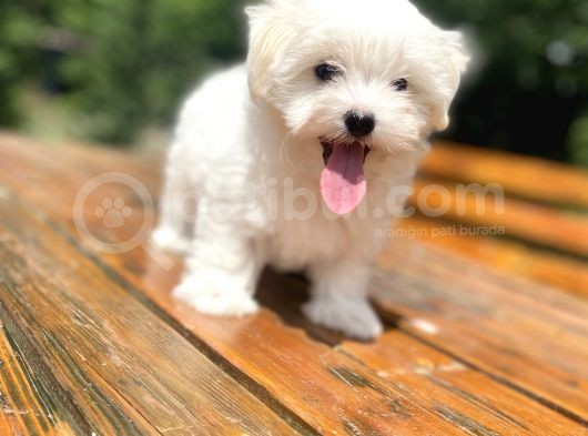Gerçek Maltese Terri̇er Bebekler