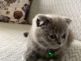 Sevimli Scottish Fold