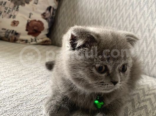 Sevimli Scottish Fold görsel