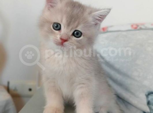 2 Aylık Erkek Yavrularımıza Yuva Arıyoruz görsel