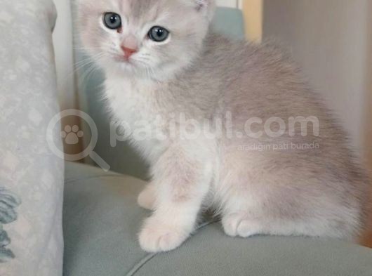 2 Aylık Erkek Yavrularımıza Yuva Arıyoruz görsel