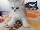 2 Aylık Erkek Yavrularımıza Yuva Arıyoruz