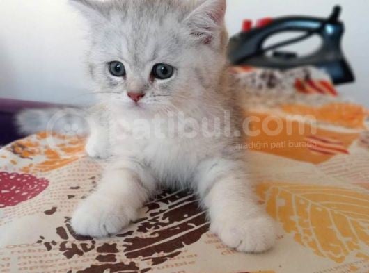 2 Aylık Erkek Yavrularımıza Yuva Arıyoruz görsel