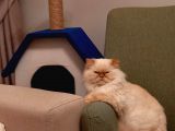 British Longhair Portakal Oğlumuza Yeni Bir Yuva