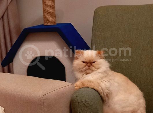 British Longhair Portakal Oğlumuza Yeni Bir Yuva görsel