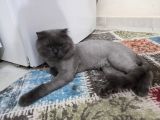 Akıllı Uslu Kedi