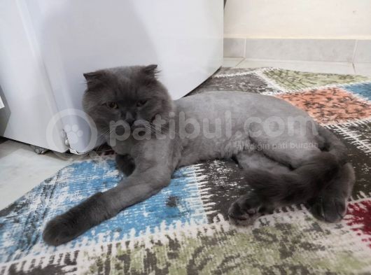 Akıllı Uslu Kedi