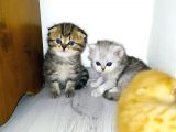 Minik Bebislerimiz Yeni Yuvalarını Ariyor