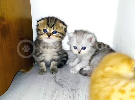 Minik Bebislerimiz Yeni Yuvalarını Ariyor görsel