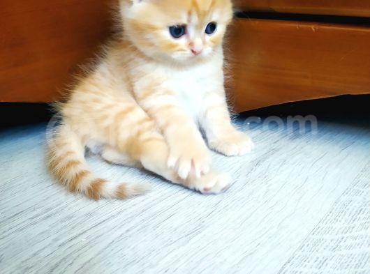 Minik Bebislerimiz Yeni Yuvalarını Ariyor görsel