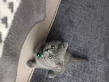Sevimli Scottish Fold