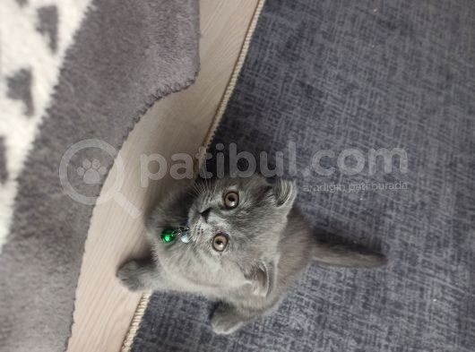Sevimli Scottish Fold