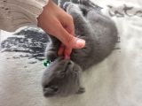 Sevimli Scottish Fold
