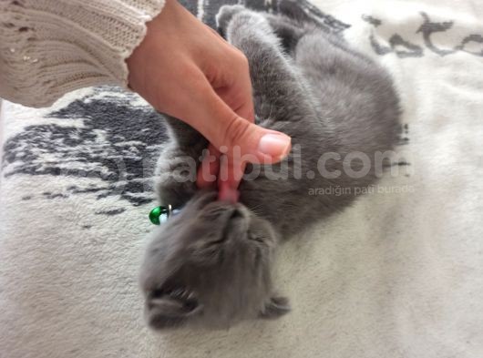 Sevimli Scottish Fold görsel